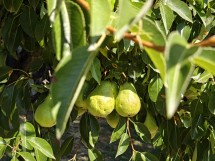 Telephoto camera Oppo Find N5 - f/2.7, ISO 100, 1/100s - News 25 09 Cameraphone vs. Foldable  review