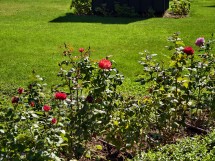 Telephoto camera vivo X200 Ultra - f/2.3, ISO 50, 1/336s - News 25 09 Cameraphone vs. Foldable  review