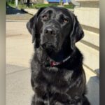 Electronics detection dog sniffs out evidence for police’s internet child exploitation unit