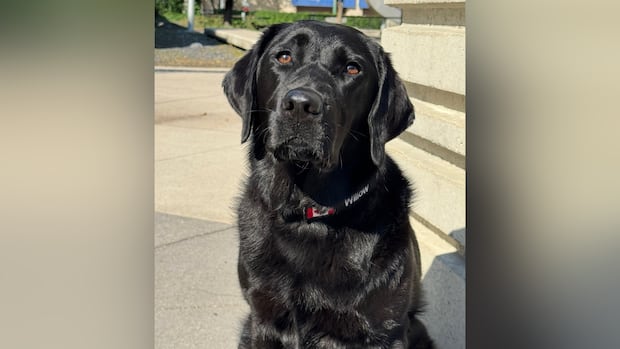 Electronics detection dog sniffs out evidence for police’s internet child exploitation unit